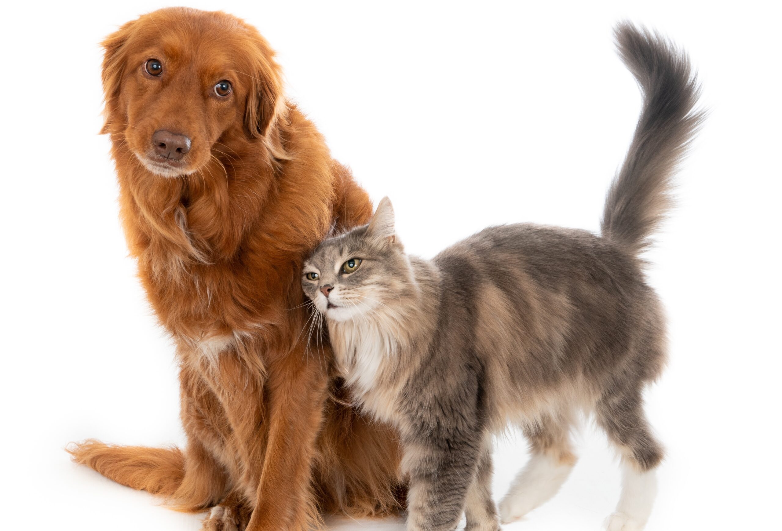 non-toxic pet stain cleaner