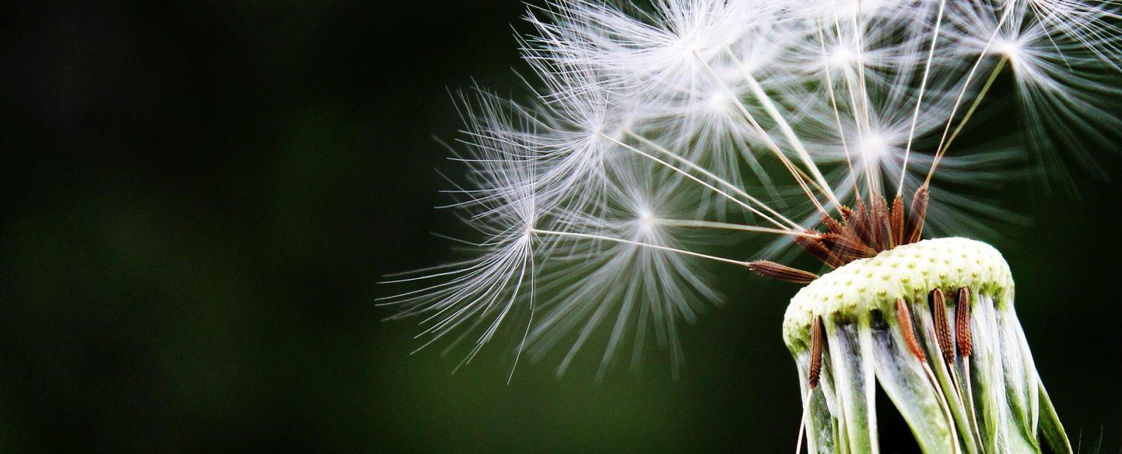 What’s causing your allergies?
